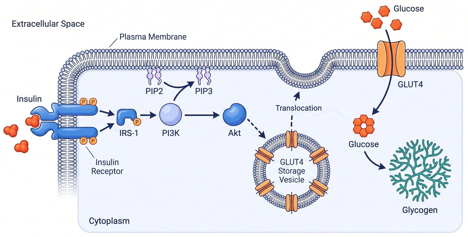 Scientific illustration made with aFig